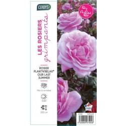 ROSIER PAY Our Last Summer®...