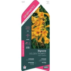 CAMPSIS tagliabuana 'Golden...