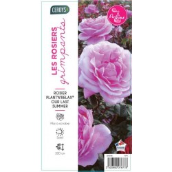ROSIER PAY Our Last Summer®...