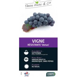 VIGNE 'Venus' TUT 80/100 C3L