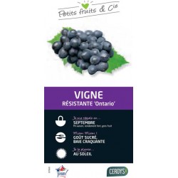 VIGNE 'Ontario' TUT 80/100 C3L