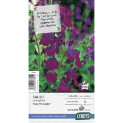 SALVIA jamensis...
