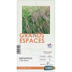 MISCANTHUS sinensis 'Little...