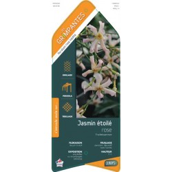 TRACHELOSPERMUM rose COV...