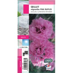 DIANTHUS plumarius 'Pink...