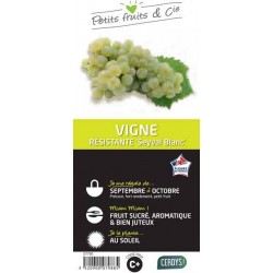 VIGNE 'Seyval Blanc' TUT C1.5L