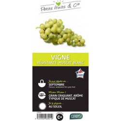 VIGNE 'Muscat Birstaler'...