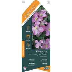 CLEMATIS 'Freda' ECH 90/120...