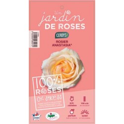 ROSIER GF 'Anastasia' C5L-RC
