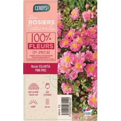 ROSIER PAY Pink Pin's® C2L