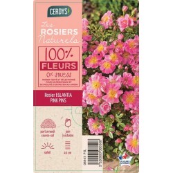 ROSIER PAY Pink Pin's® C5L-RC