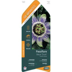 PASSIFLORA caerulea 'Duuk'...