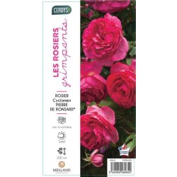 ROSIER GPT-GF Cyclamen...