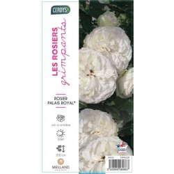 ROSIER GPT-GF Palais Royal®...