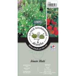 ARBUTUS unedo 'Atlantic'...