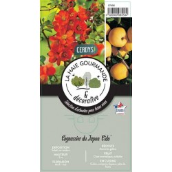 CHAENOMELES japonica 'Cido'...