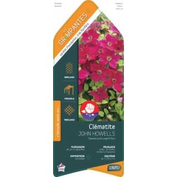 CLEMATIS 'John Howells' ECH...