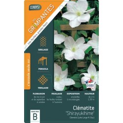 CLEMATIS 'Shirayukihime'...