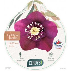HELLEBORUS rouge P12
