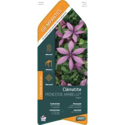 CLEMATIS Princesse...