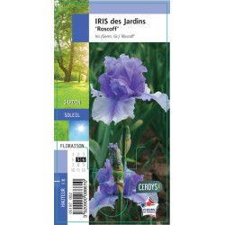 IRIS germanica 'Roscoff' G8