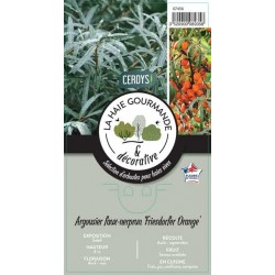 HIPPOPHAE rhamnoides...