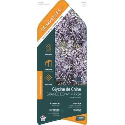 WISTERIA formosa Grande...