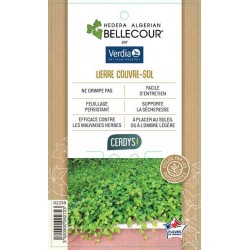 HEDERA algerian 'Bellecour'...
