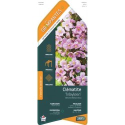 CLEMATIS 'Mayleen' TIPI...