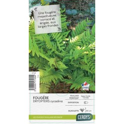 DRYOPTERIS cycadina C4L-RC