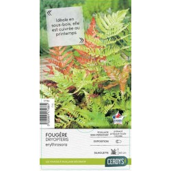 DRYOPTERIS erythrosora C4L-RC