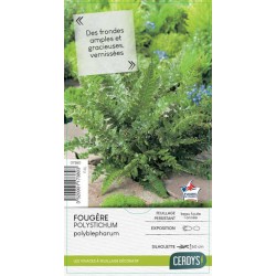 POLYSTICHUM polyblepharum...