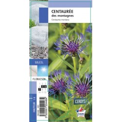 CENTAUREA montana G8