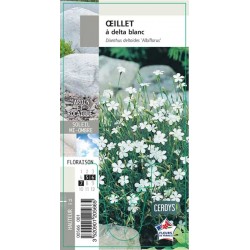DIANTHUS deltoides blanc G8