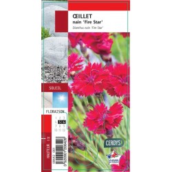 DIANTHUS 'Fire Star' G8