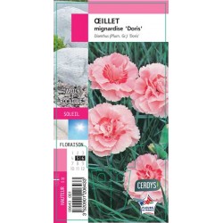 DIANTHUS plumarius 'Doris' G8