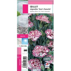 DIANTHUS 'Gran's Favourite' G8