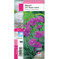 DIANTHUS plumarius 'Warden...