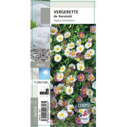 ERIGERON karvinskianus G8