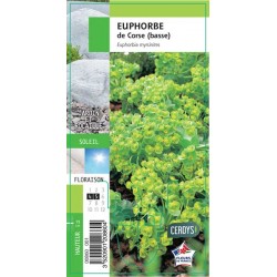 EUPHORBIA corsica G8