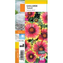 GAILLARDIA grandiflora...