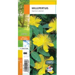 HYPERICUM G8