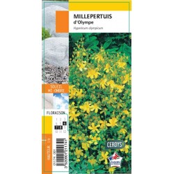 HYPERICUM olympicum G8