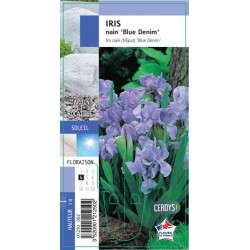 IRIS pumila 'Blue Denim' G8