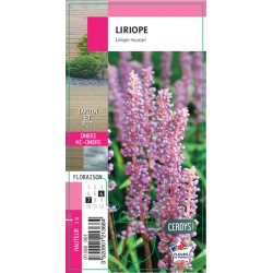 LIRIOPE G8