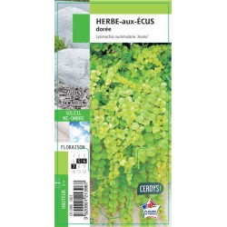 SOLIDAGO G8