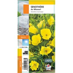 OENOTHERA missouriensis G8