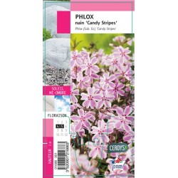 PHLOX subulata 'Candy...