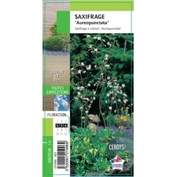 SAXIFRAGA urbium...