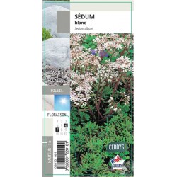 SEDUM blanc G8